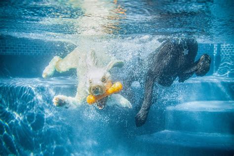 6 Best 360° Underwater Cameras To Buy [2024 Guide].